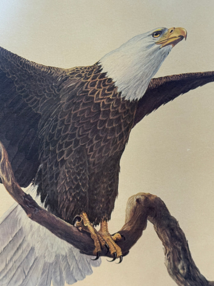 Bald Eagle by Ray Harm Framed Print