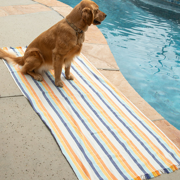 dog on indio towel